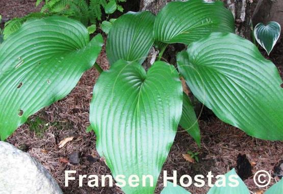 Hosta Jade Cascade - Fransen Hostas